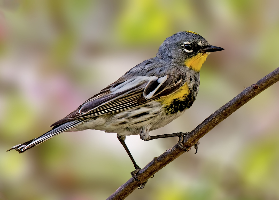 167565232.lYcQJ61c.Yellowrumped_warbler_II.jpg