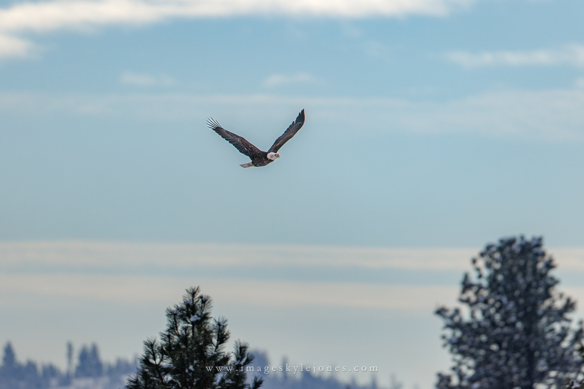 1692 Flying Eagle_1200.jpg