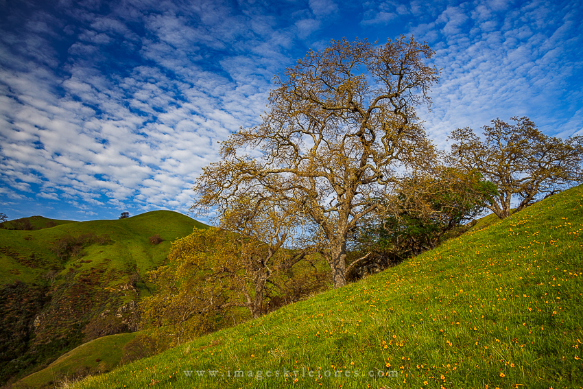 1750 Sunol Spring Oak and Flowers_850.jpg