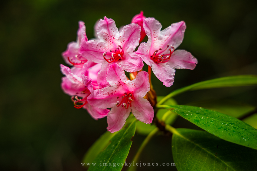 1869 Kruse Rhododendron_850.jpg