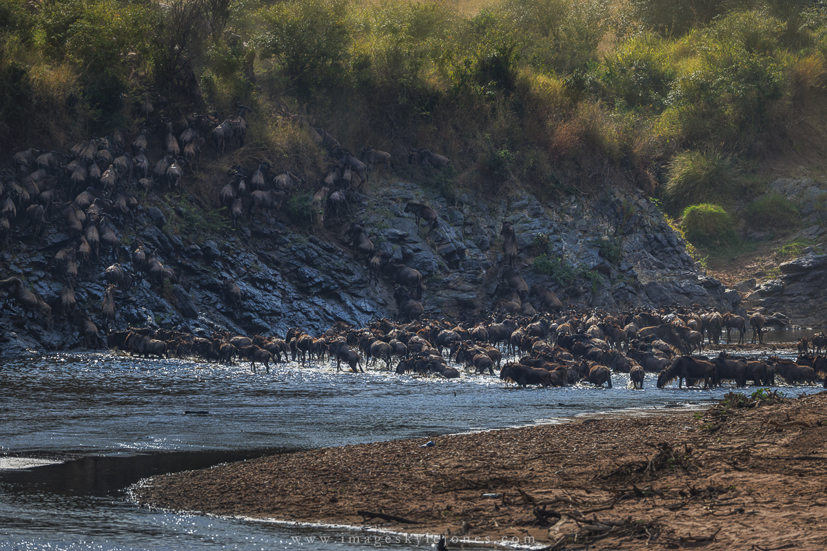 1893 Wildebeest Crossing_1200.jpg