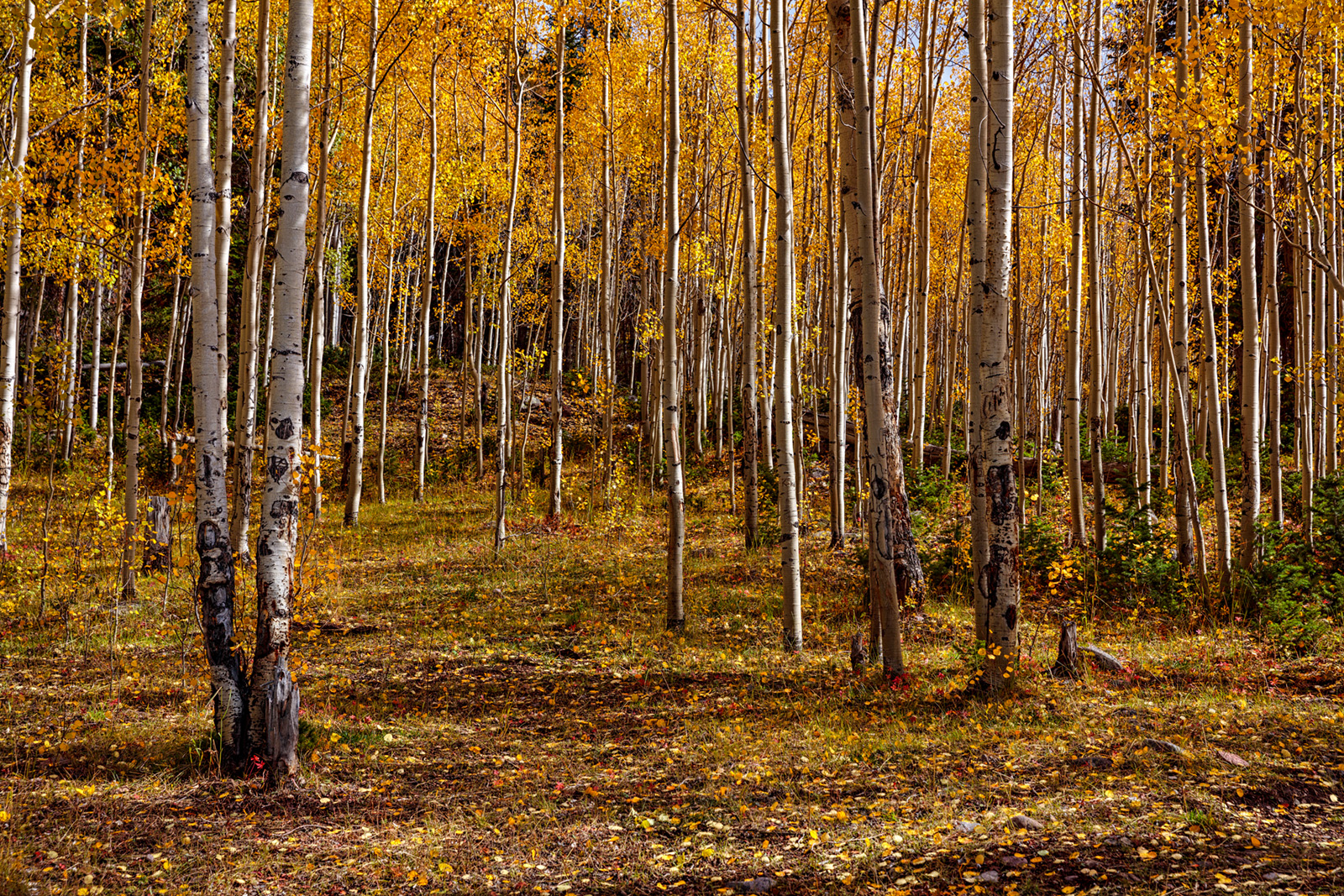 190929-11482-5DS R copy.jpg