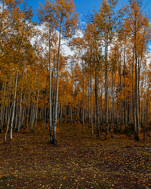 190929-11485-5DS R.jpg