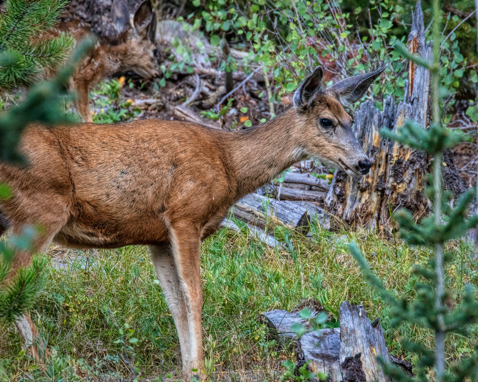 200810-14132-5DS R.jpg