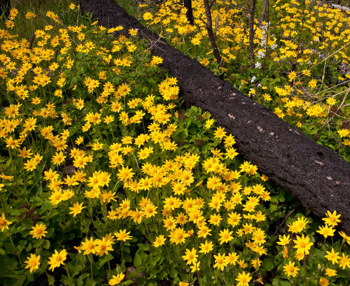 20110515-DSC_4045.jpg