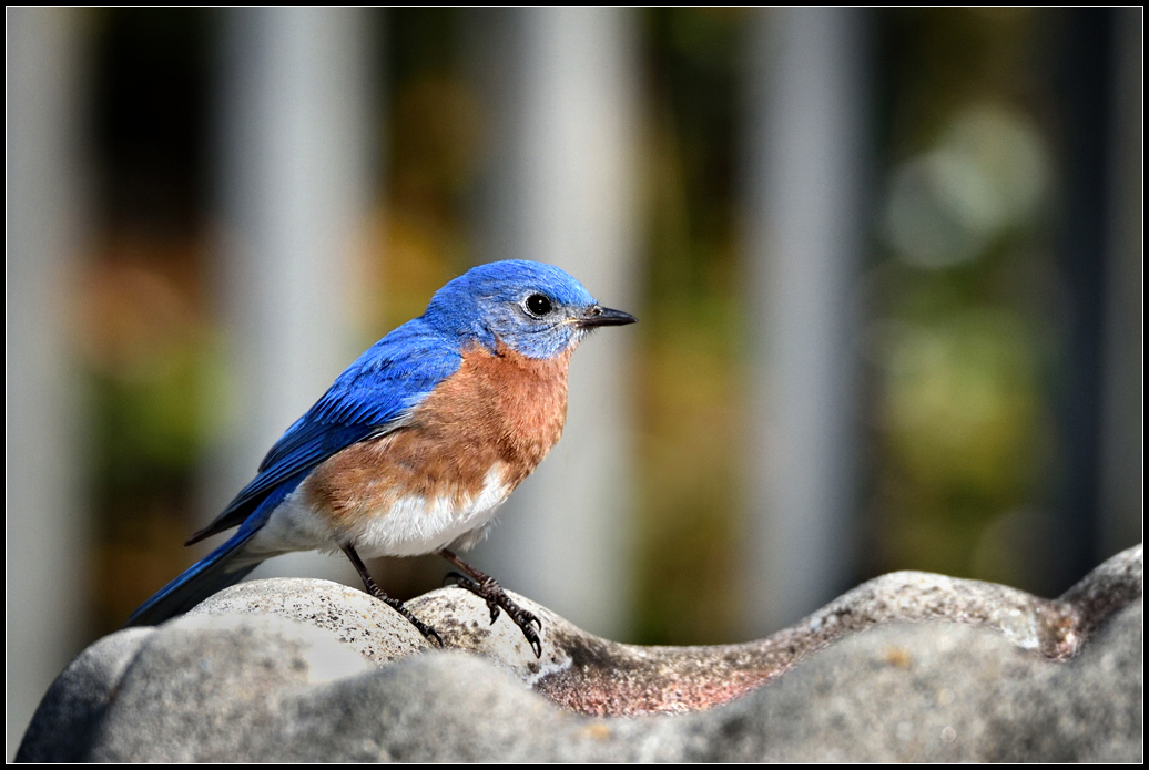 2018 Bluebird 02.jpg