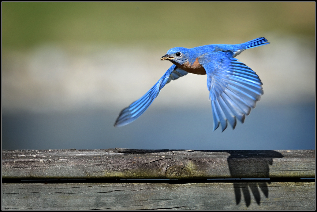 2018 Bluebird 03.jpg