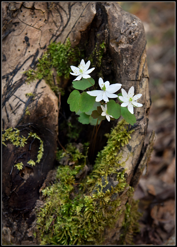 2018 Flower Pot.jpg