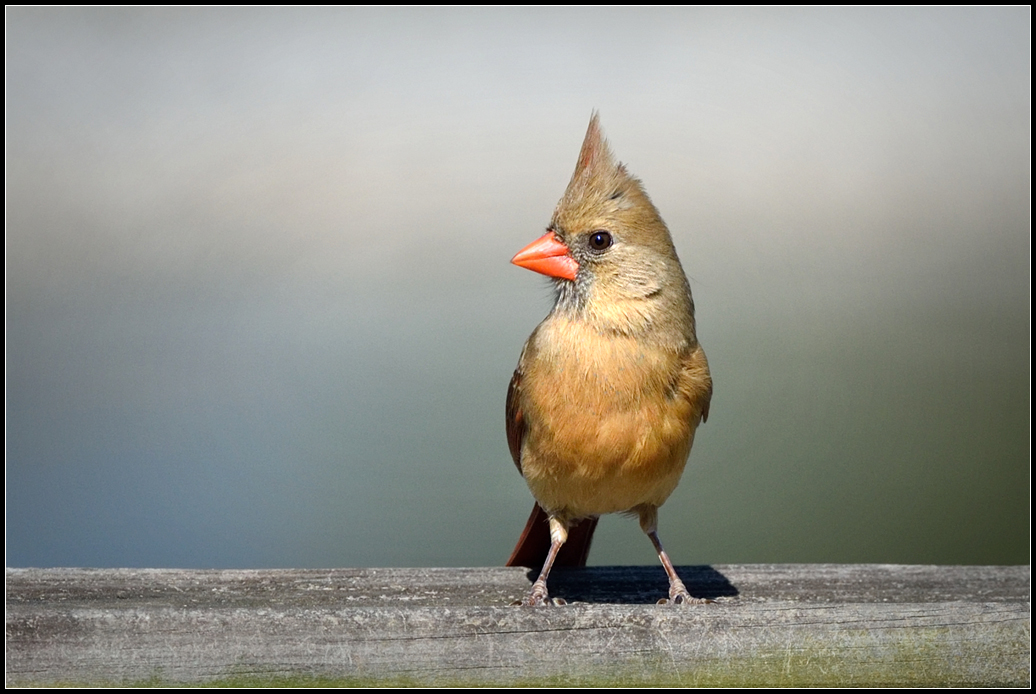 2018 Mrs Cardinal.jpg