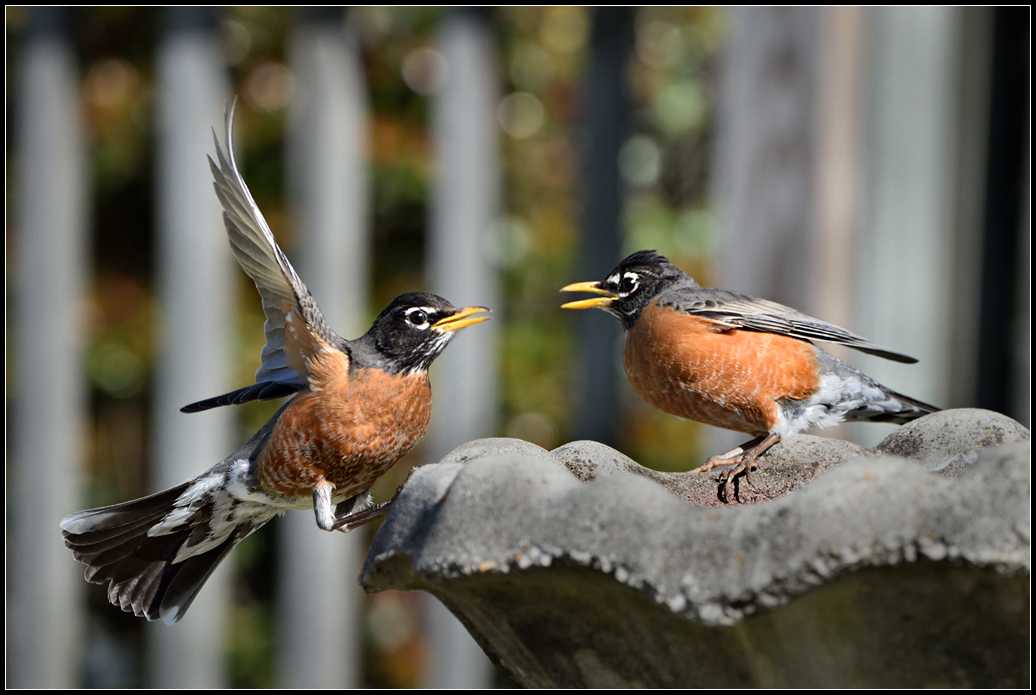 2018 Robins.jpg