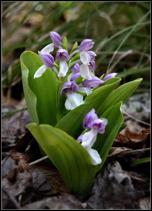 2018 Showy Orchis.jpg