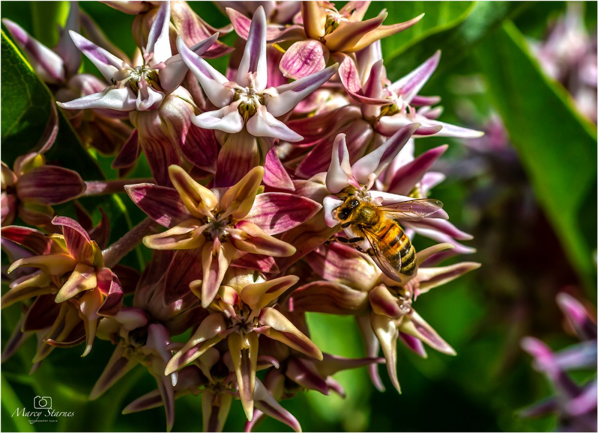 2019_limon_flower_01_web.jpg