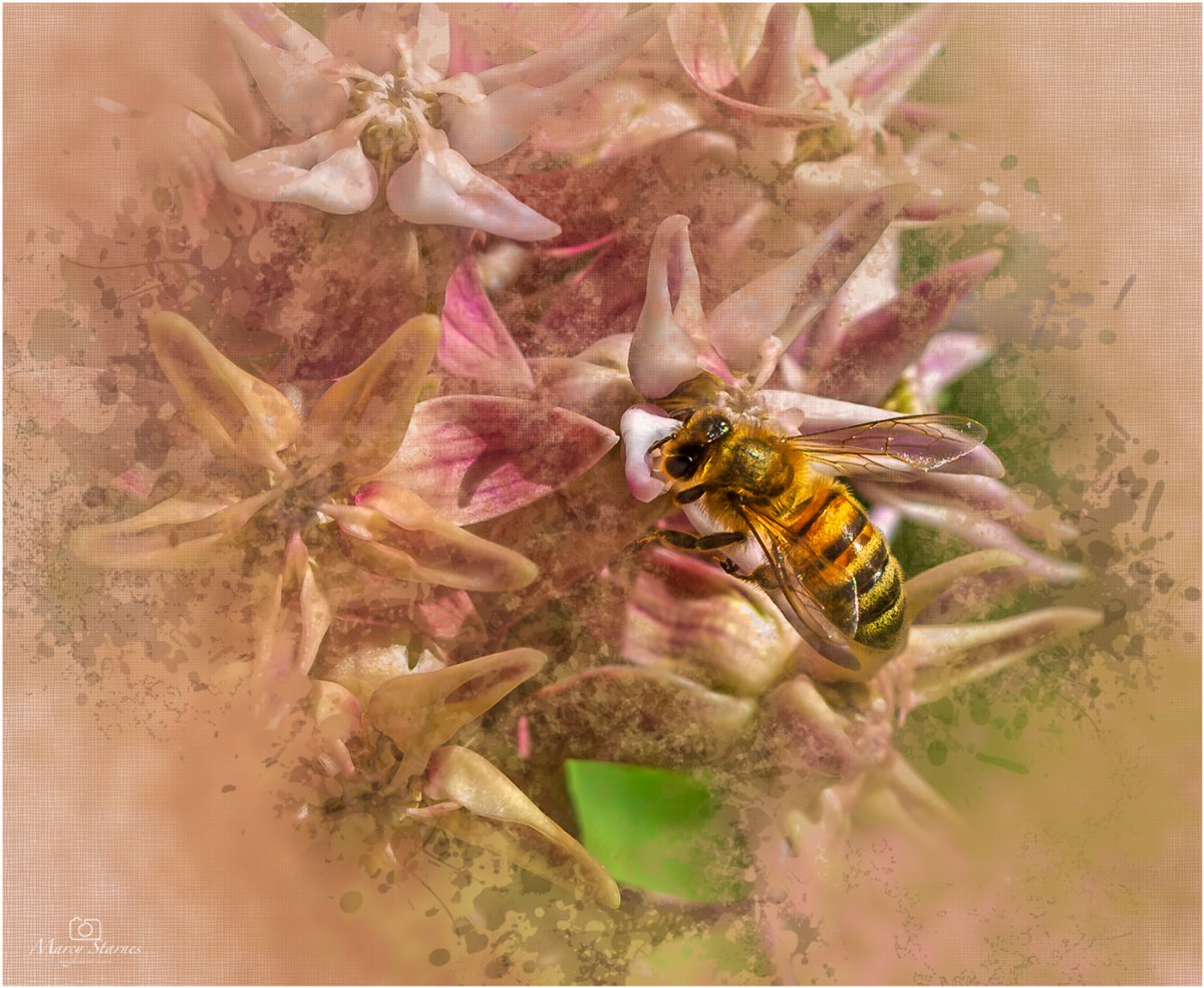 2019_limon_flower_07_web.jpg