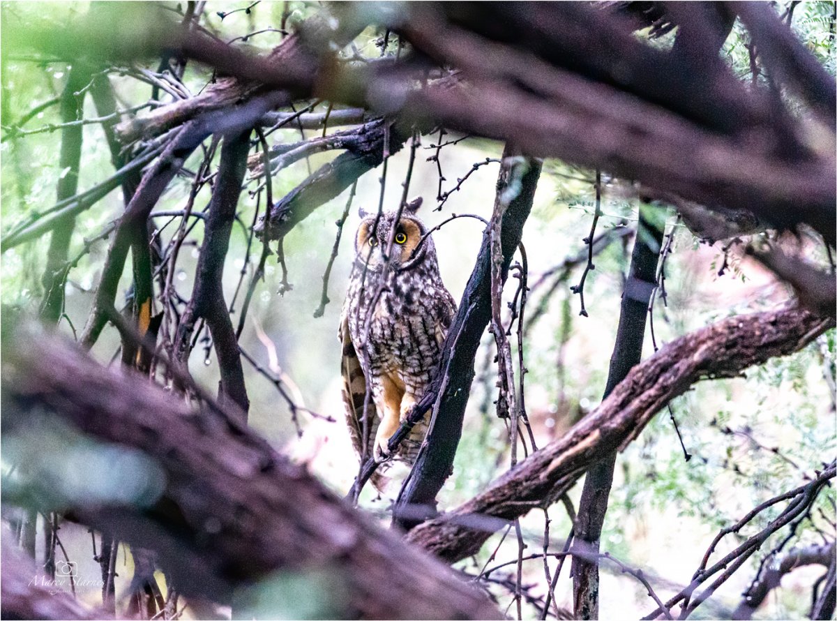2019_longearedowl_02_web.jpg