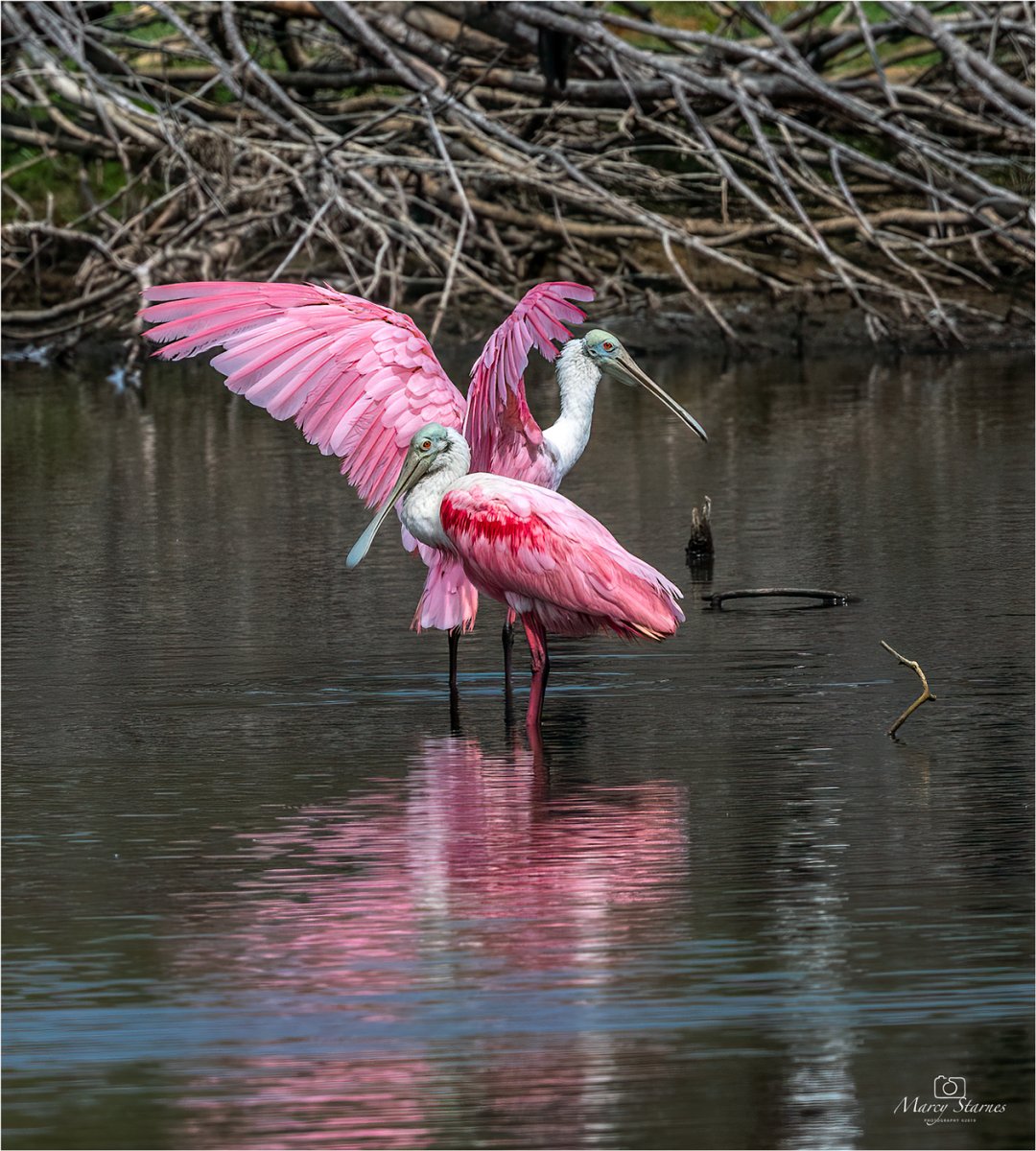 2019_rockport_birds_12_web.jpg