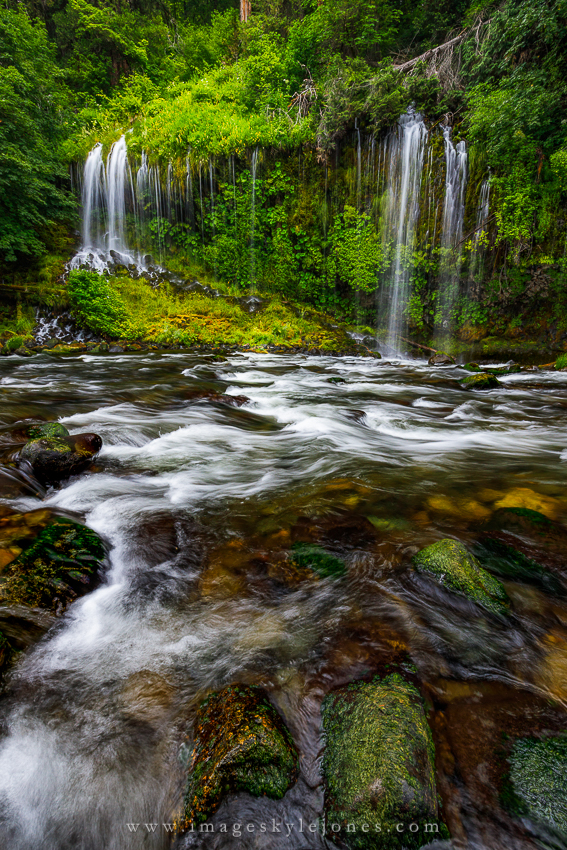 2020 Mossbrae Portrait_850.jpg