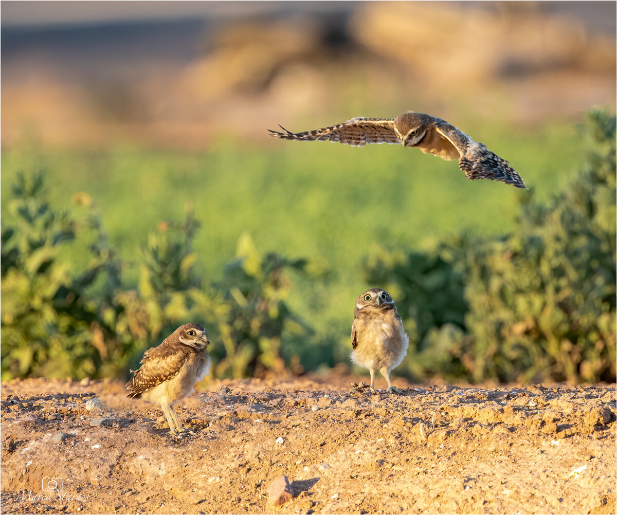 2020_june_burrowingowl_01_web.jpg