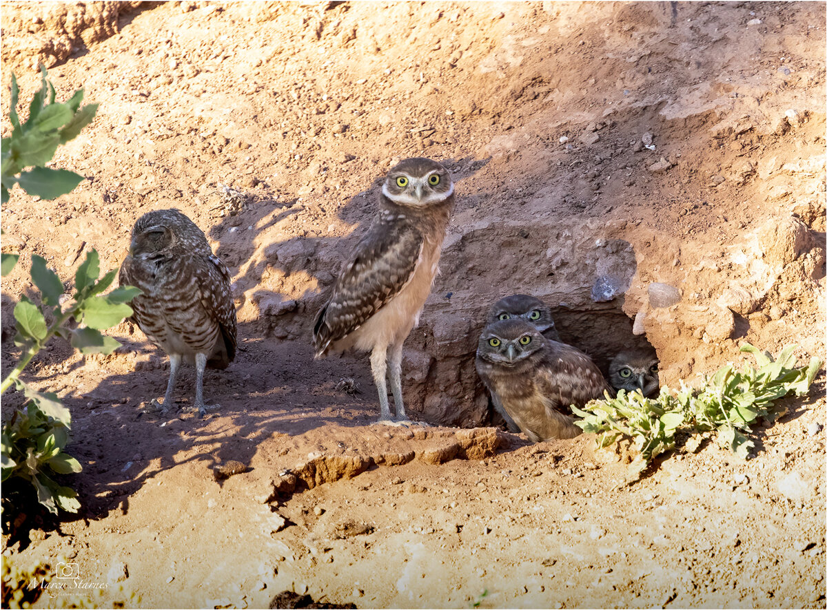 2020_june_burrowingowl_02_web.jpg
