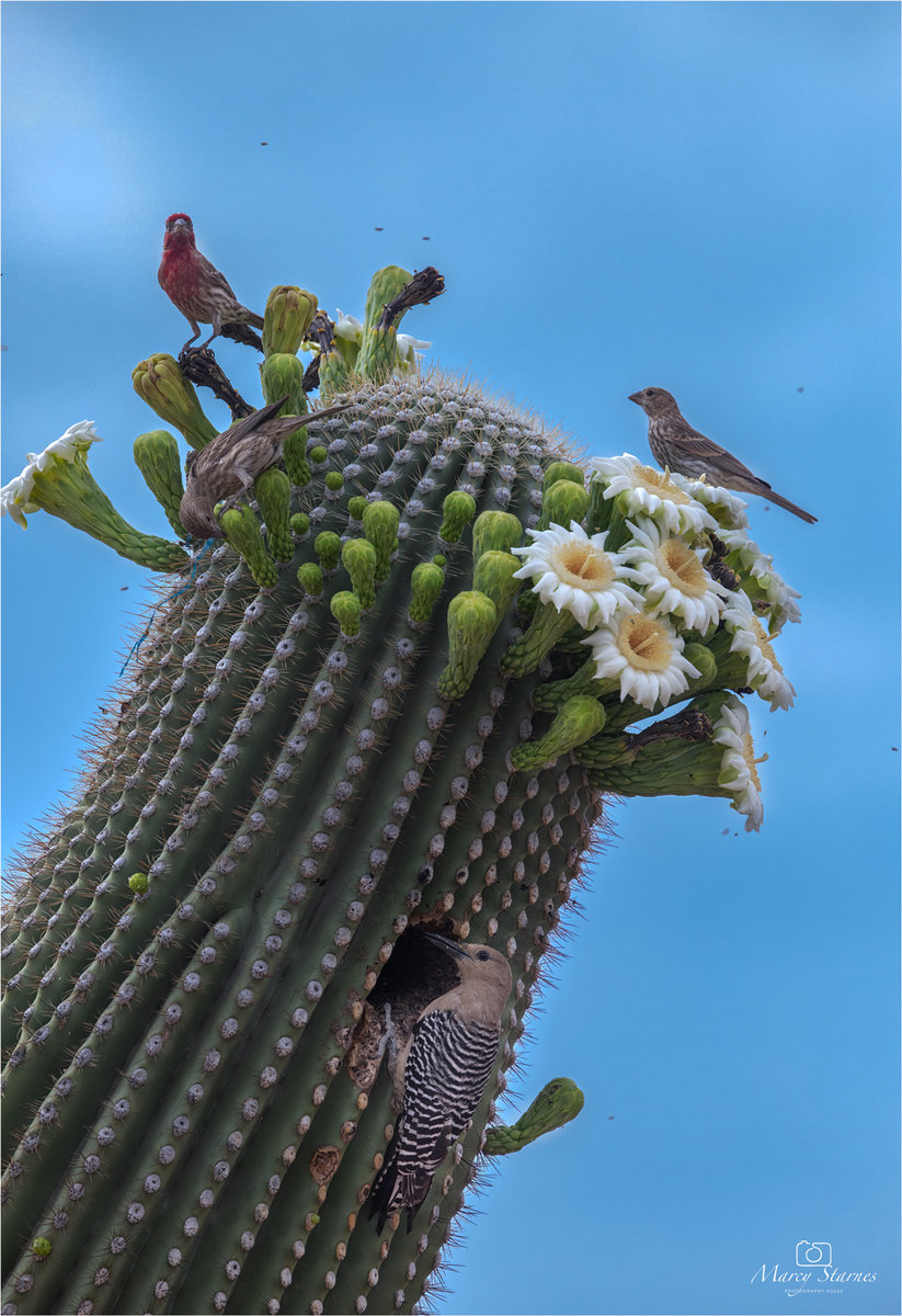 2020_saguaro_bird_29_web.jpg
