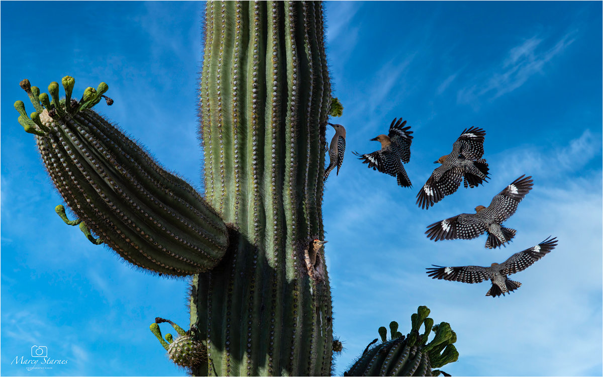 2020_saguaro_bird_33_web.jpg