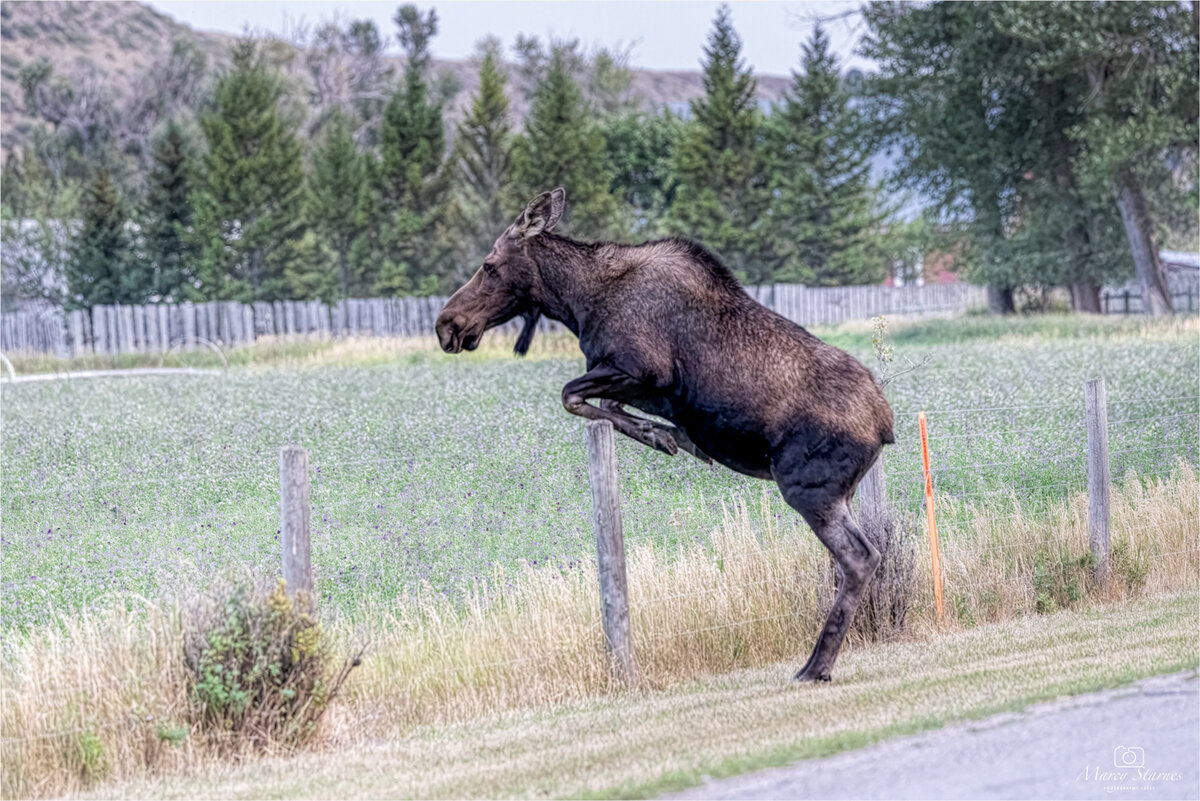 2021_ennis_moose_11_web.jpg