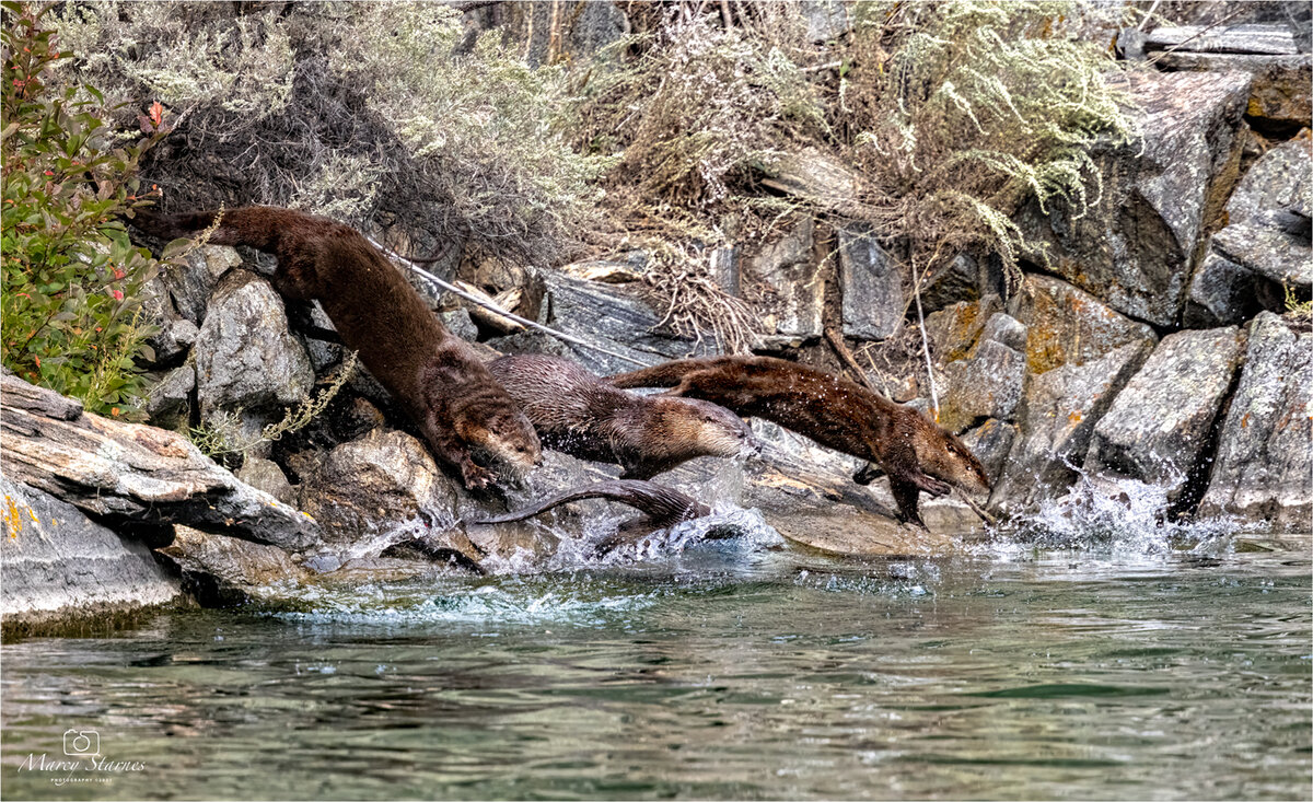 2021_ennis_otters3_01_web.jpg