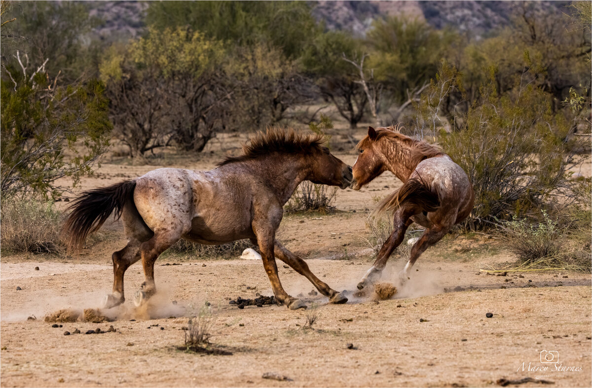 2021_Feb_CB_horses_01_web.jpg