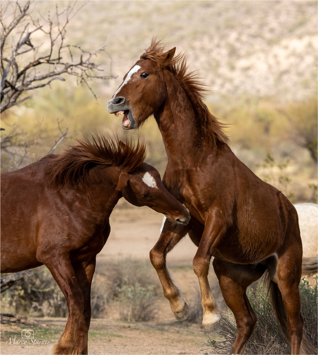 2021_Feb_CB_horses_02_web.jpg