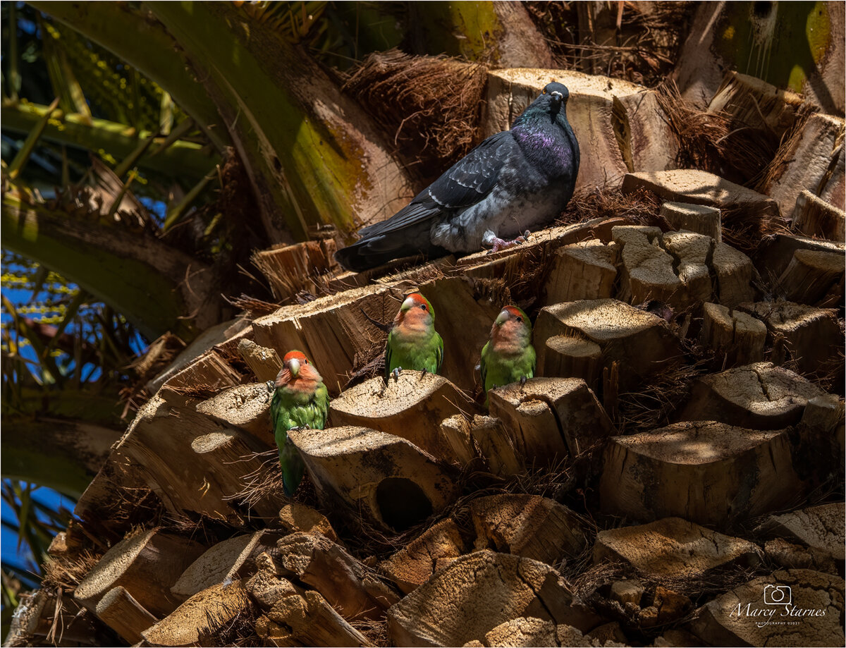 2021_feb_lovebird_01_web.jpg