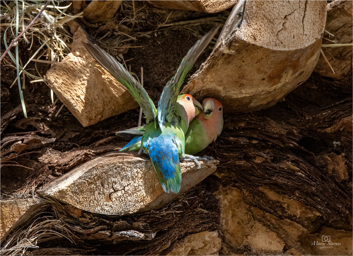 2021_feb_lovebird_03_web.jpg