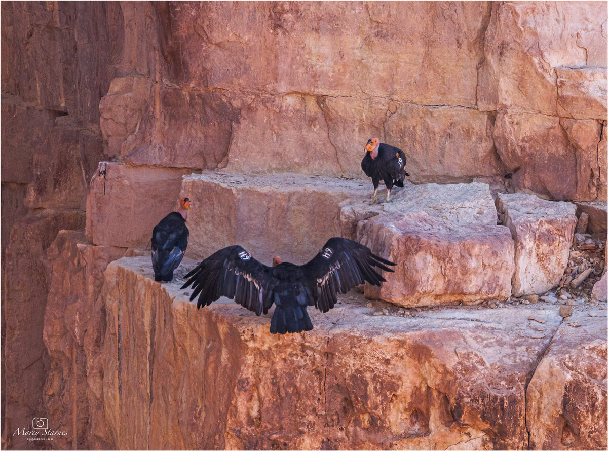 2022_condor_12_web.jpg