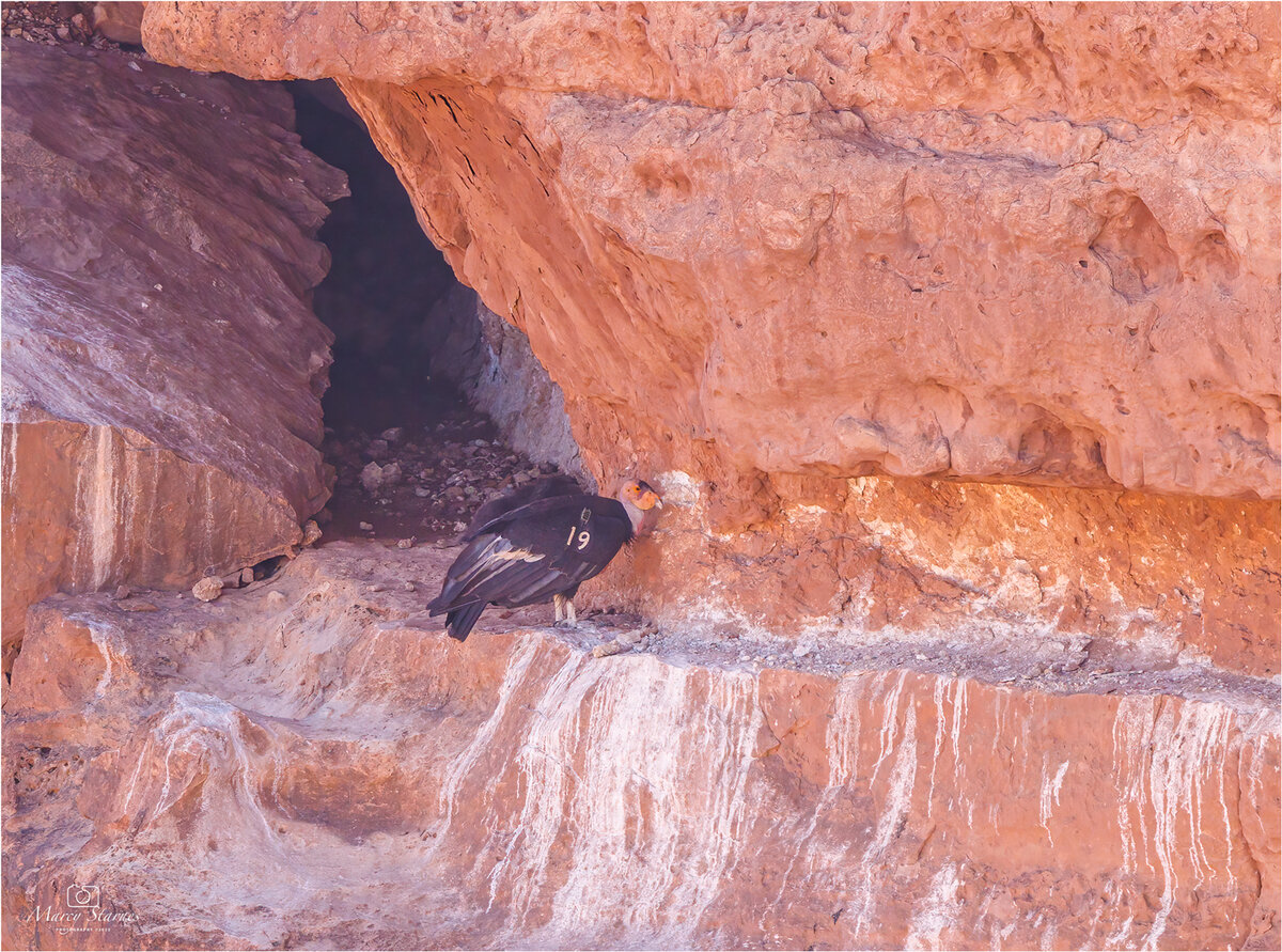 2022_condor_3_web.jpg