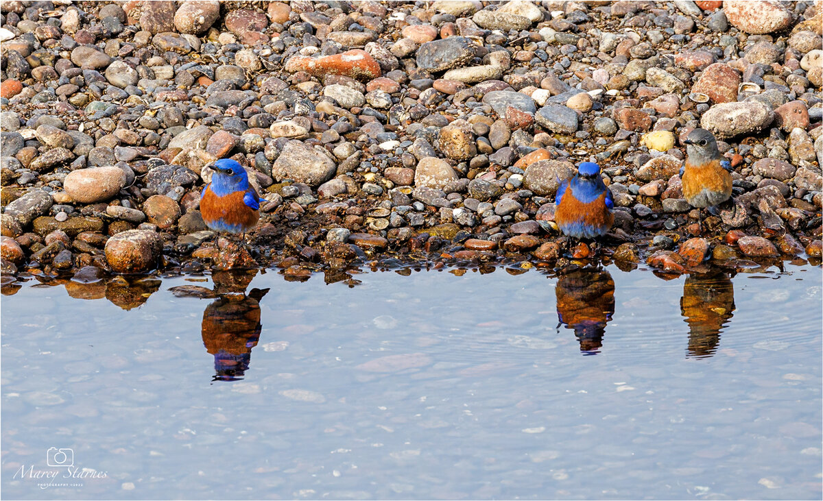 2022_coons_bluff_bluebird_01_web.jpg