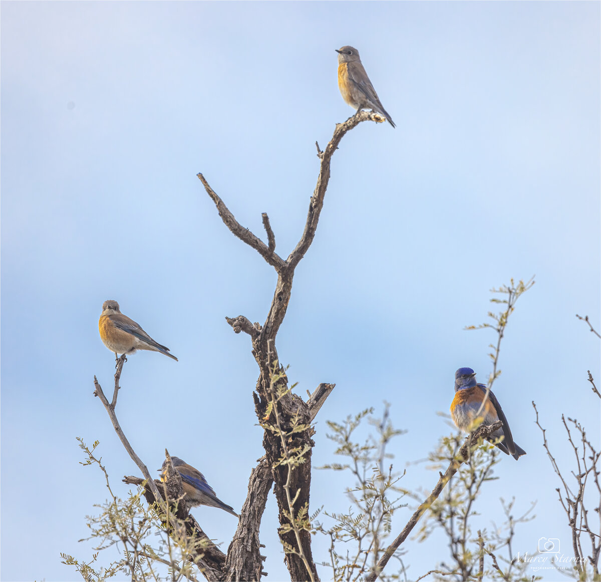 2022_coons_bluff_bluebird_03_web.jpg