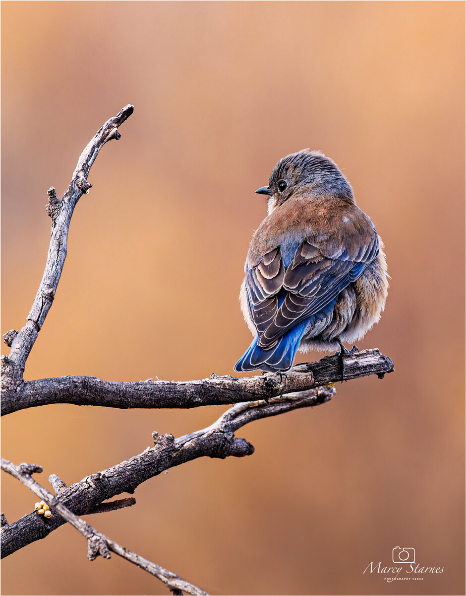 2022_coons_bluff_bluebird_05_web.jpg