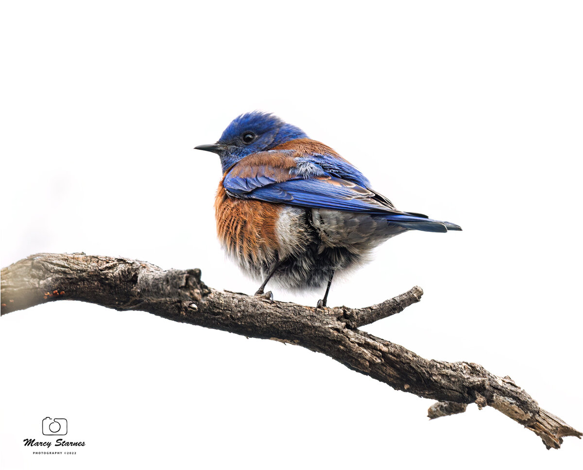 2022_coons_bluff_bluebird_06_web.jpg
