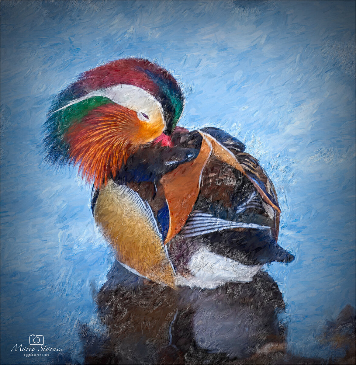 2022_mandrin_duck_12_web.jpg