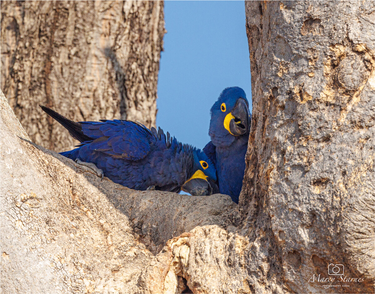 2022_session_10_macaw_01_web.jpg