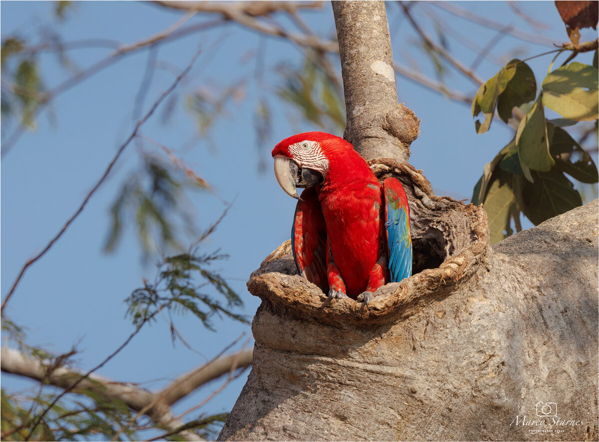 2022_session_10_macaw_02_web.jpg