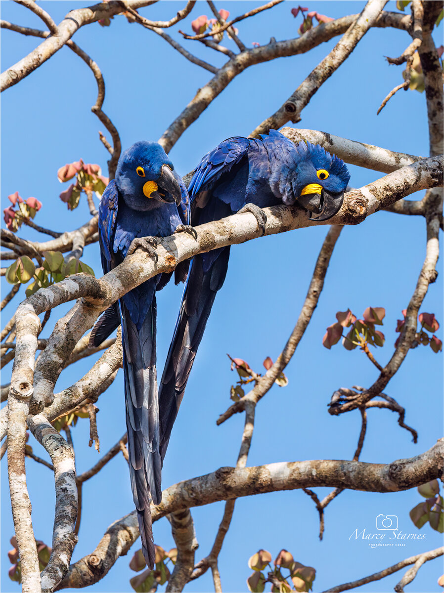 2022_session_10_macaw_03_web.jpg