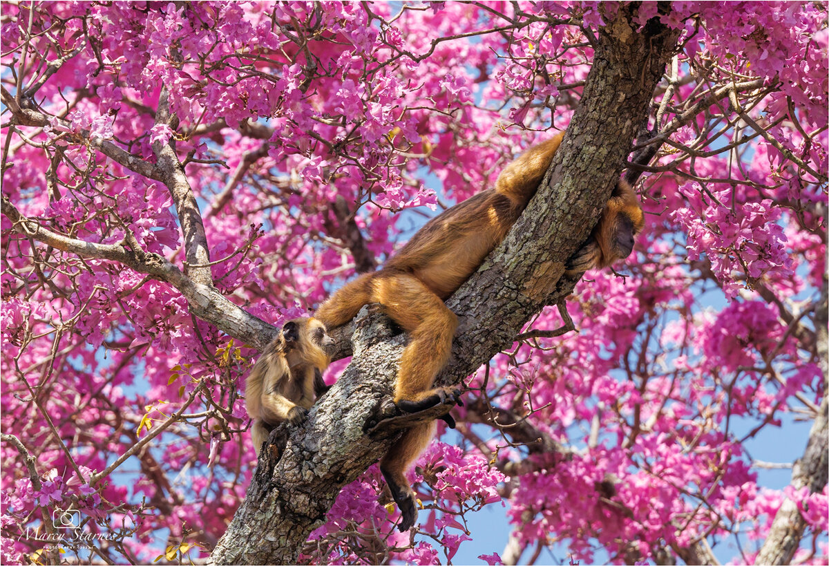 2022_session_11_monkey_01_web.jpg