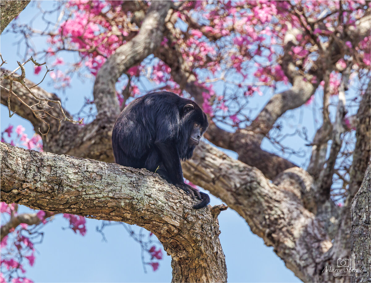 2022_session_11_monkey_03_web.jpg