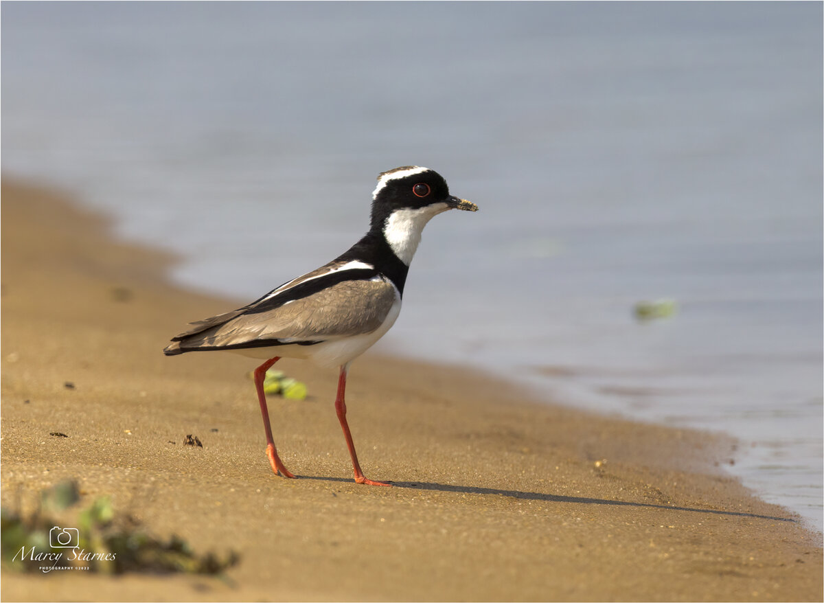 2022_session_11_pied_plover_01_web.jpg