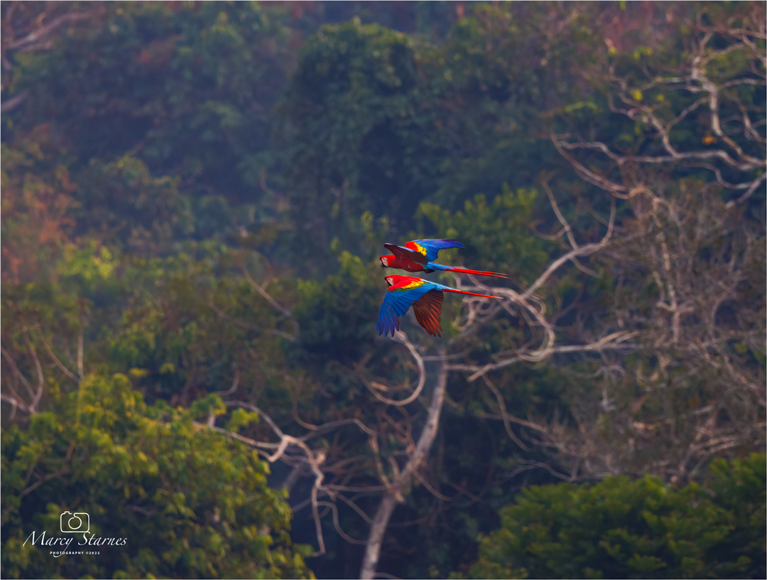 2022_session_17_macaw_01_web.jpg