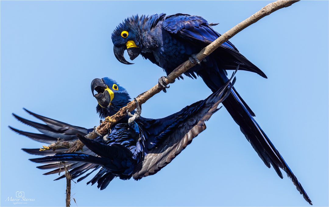 2022_session_8_macaw_05_web.jpg