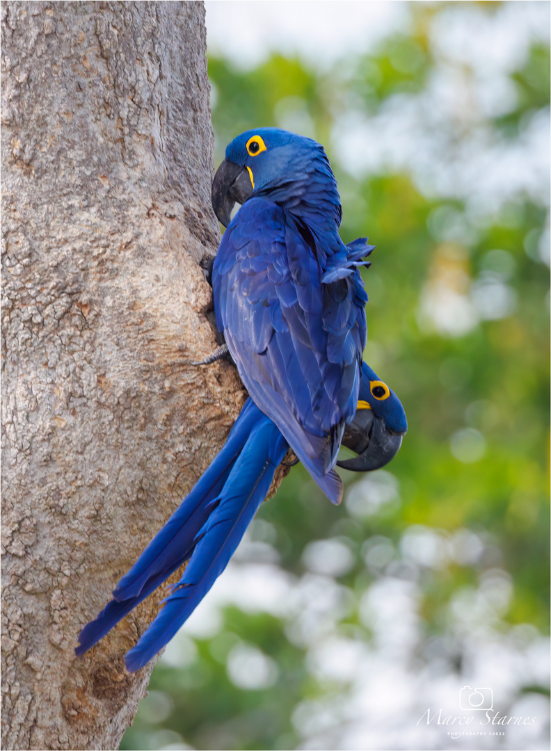2022_session_8_macaw_06_web.jpg