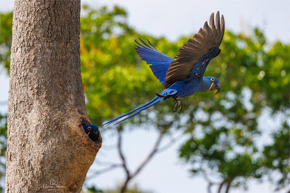 2022_session_8_macaw_07_web.jpg