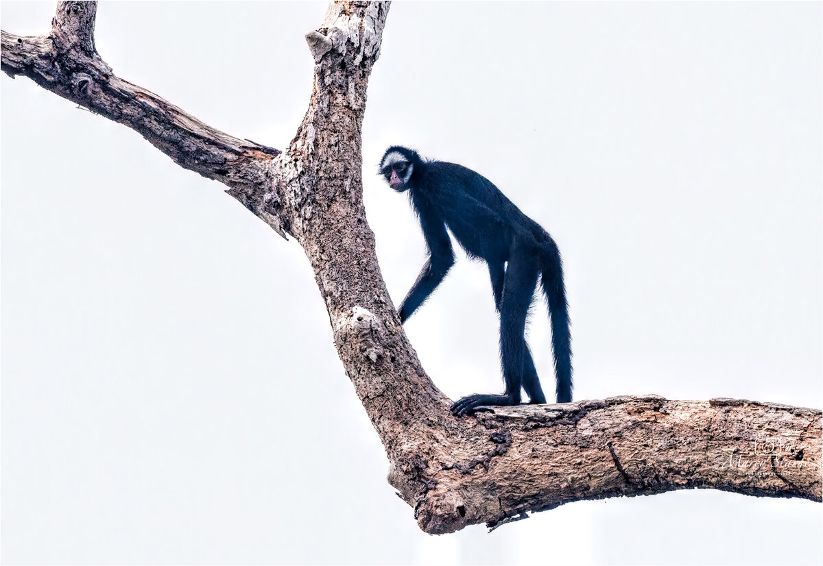 2022_session_monkey_03_web.jpg