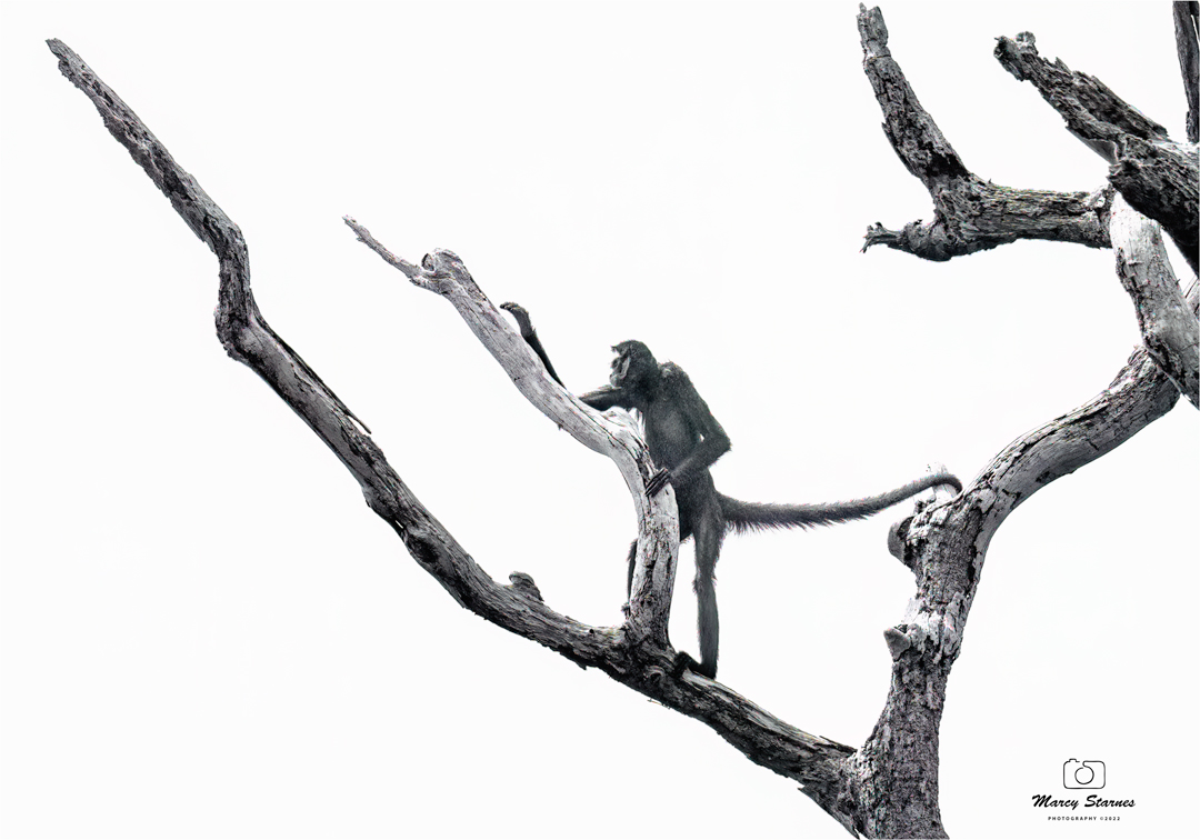 2022_session_monkey_04_web.jpg