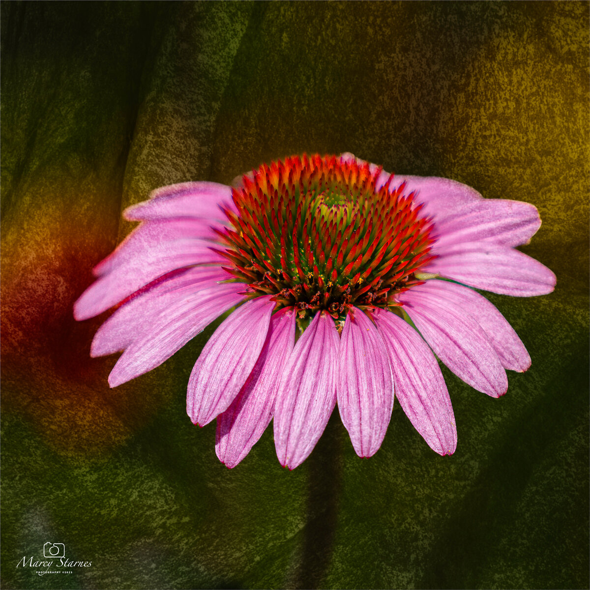 2023_aug_ind_rock_flower_1_web.jpg